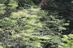 Lithocarpus pachyphyllus